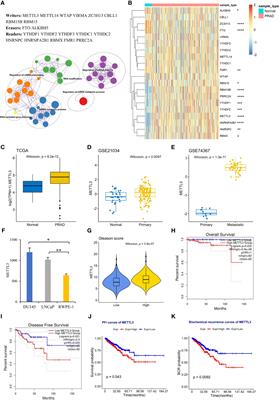 Dissecting the effects of METTL3 on alternative splicing in prostate cancer